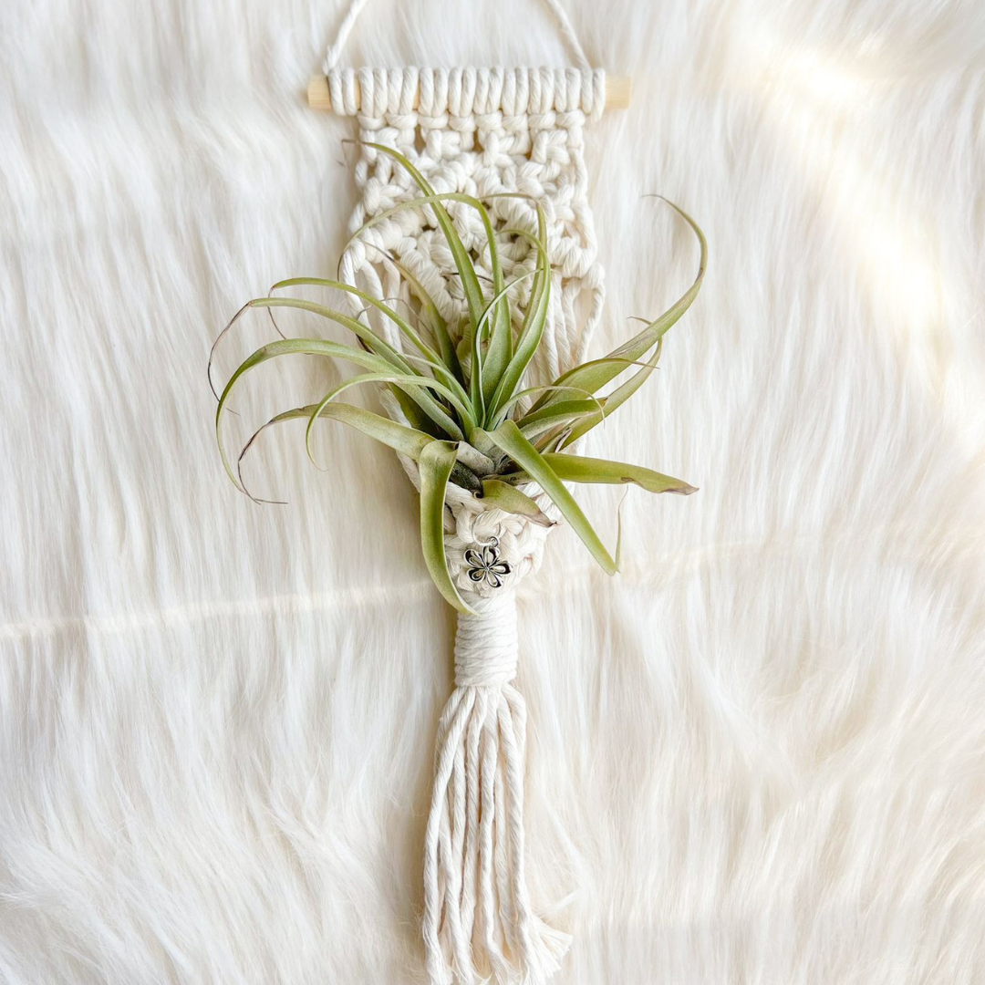 Macrame Air Plant Holder , Cute Handmade for your Home, Aesthetic Plant Hanger