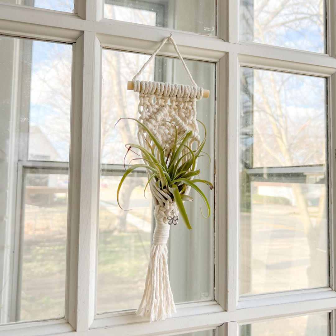 air plant macrame Macrame Air Plant Holder White / Ring Wood