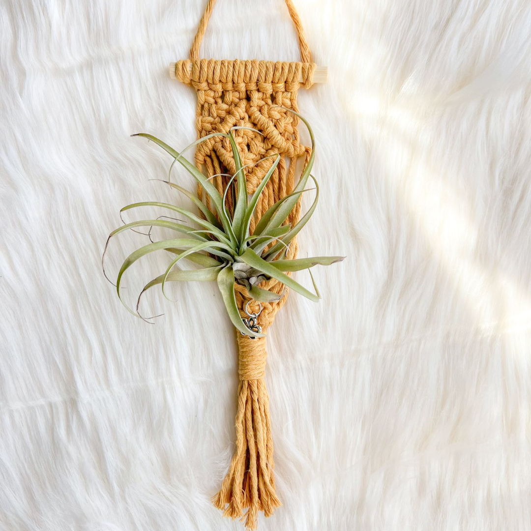 Macrame Air Plant Holder , Cute Handmade for your Home, Aesthetic Plant Hanger